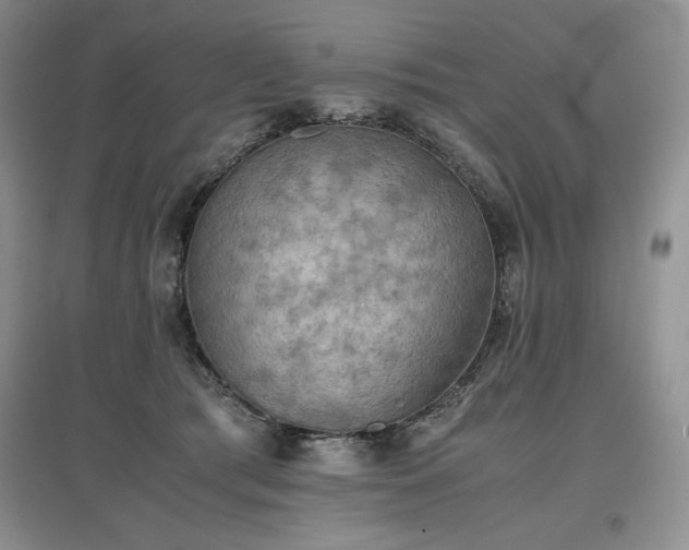 X0000097600417200803071433