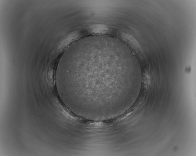 X0000097600428200803071433