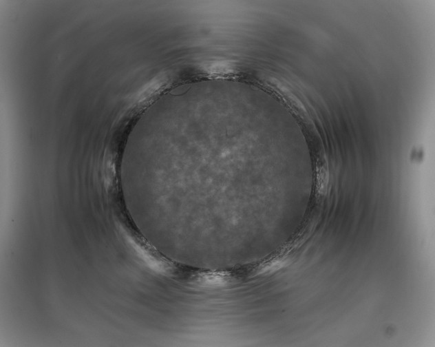 X0000097600618200803071431