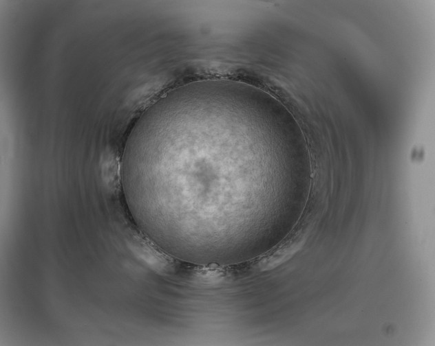 X0000097600624200803071431