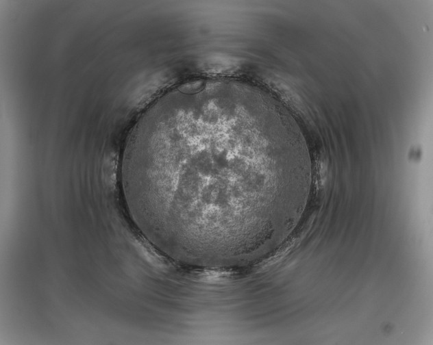 X0000097600664200803071430