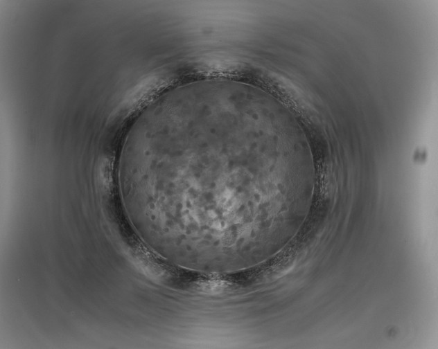 X0000097600695200803071430