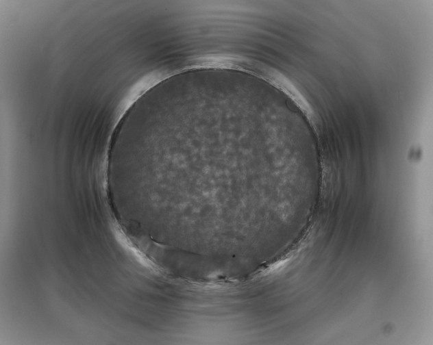 X0000097600994200803071426