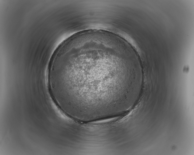 X0000097601032200803071425