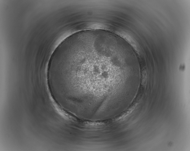 X0000097601039200803071425
