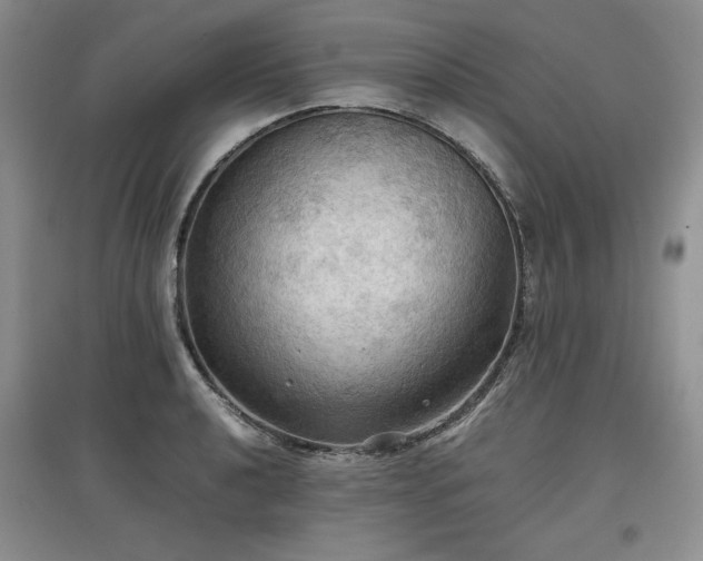 X0000097601040200803071425