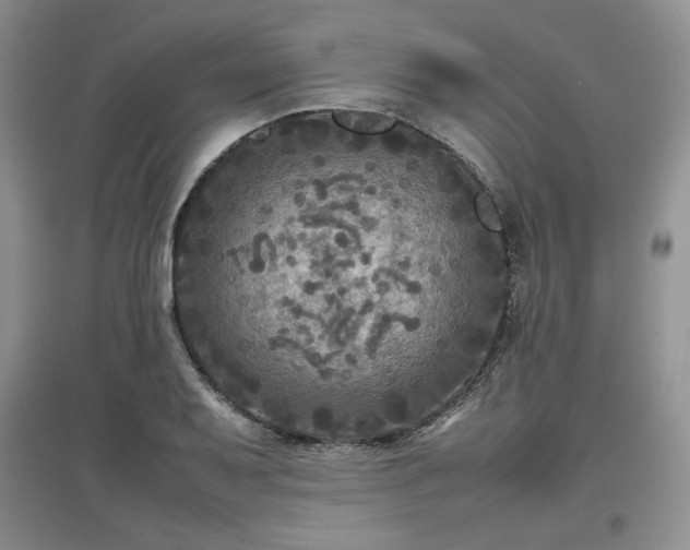 X0000097601079200803071425