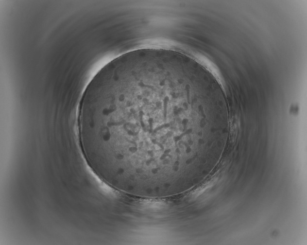 X0000097601103200803071424
