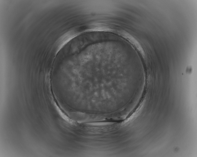 X0000097601425200803071420