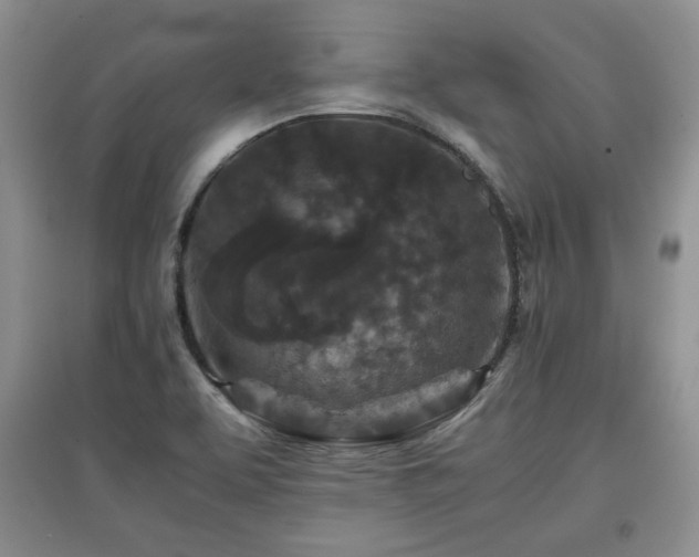 X0000097601463200803071420
