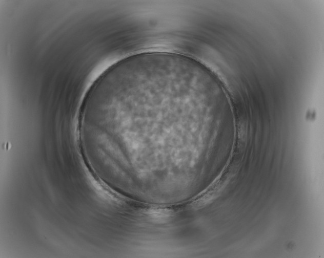 X0000097601466200803071420