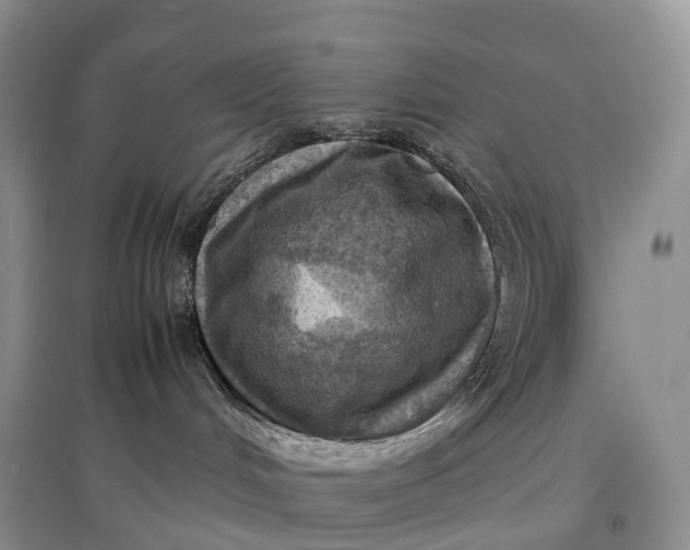 X0000097600048200803141926