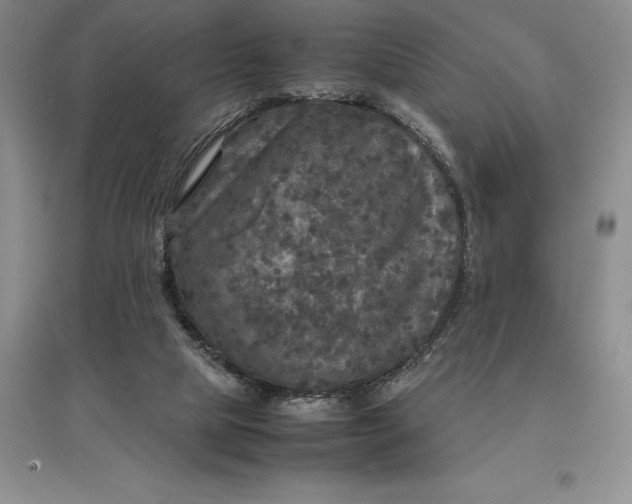 X0000097600065200803141925