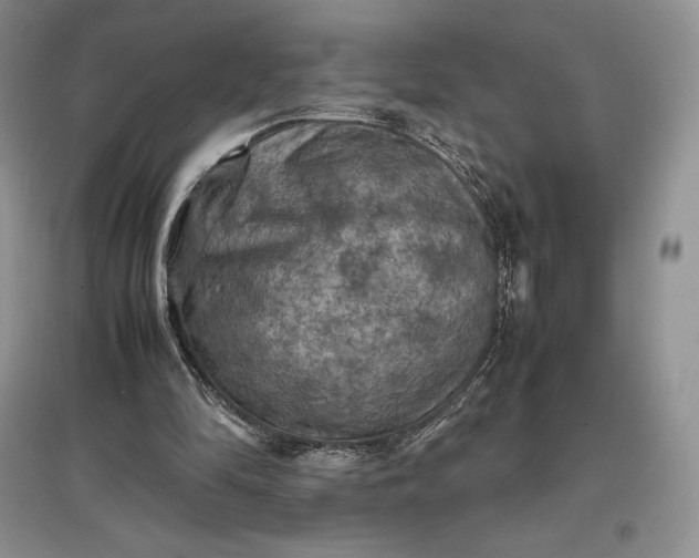 X0000097600294200803141922
