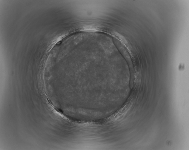 X0000097600385200803141921