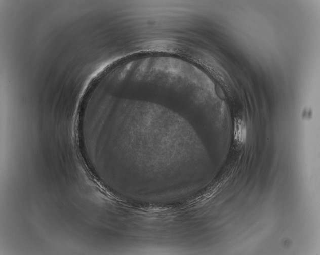 X0000097600388200803141921