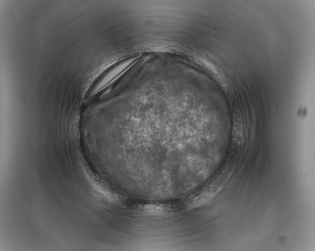 X0000097600394200803141921