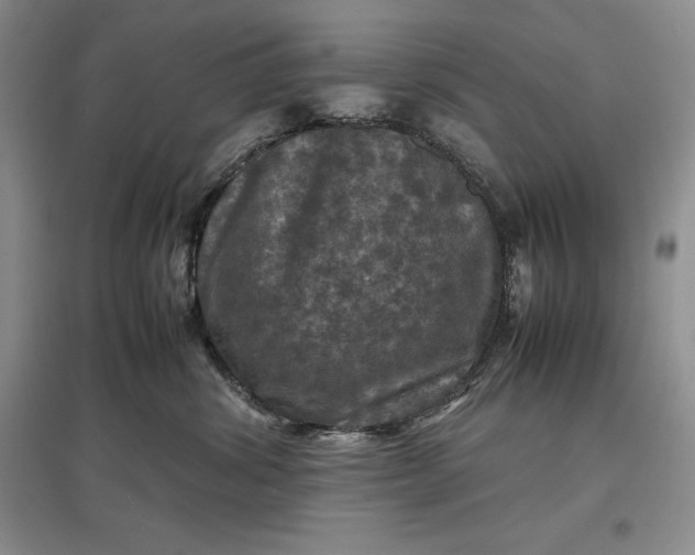 X0000097600428200803141921