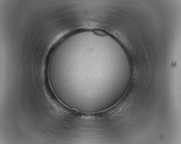 X0000097600440200803141920