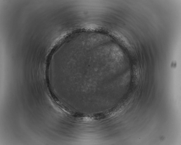 X0000097600496200803141920