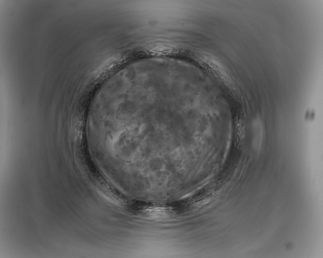 X0000097600499200803141920