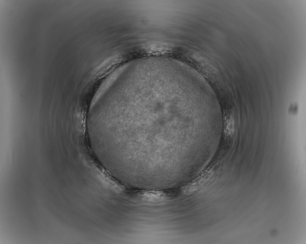 X0000097600666200803141918