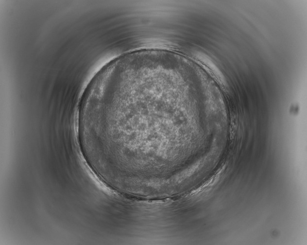 X0000097600804200803141915