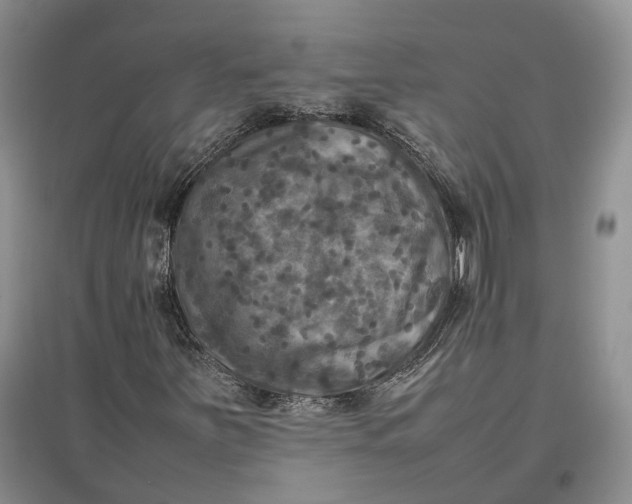 X0000097601251200803141909