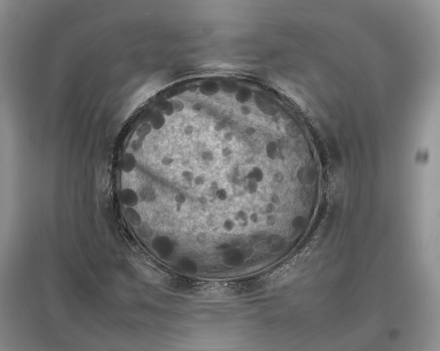 X0000097601259200803141909