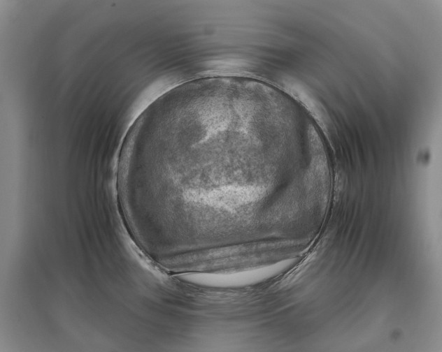 X0000097601386200803141907