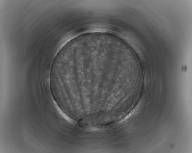 X0000097601417200803141906