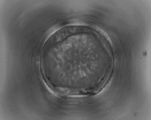 X0000097601425200803141907