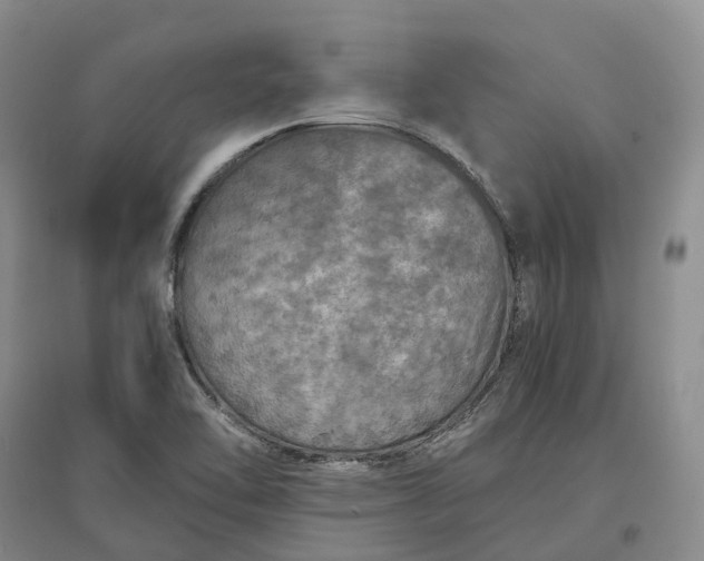 X0000097601462200803141906
