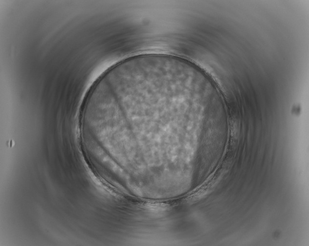 X0000097601466200803141906