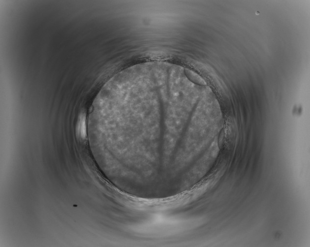 X0000097600046200803211709