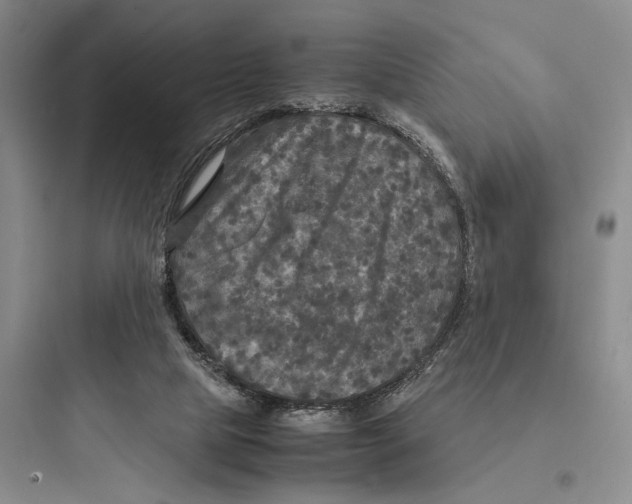 X0000097600065200803211709