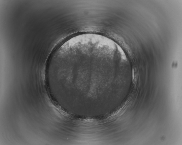 X0000097600204200803211707