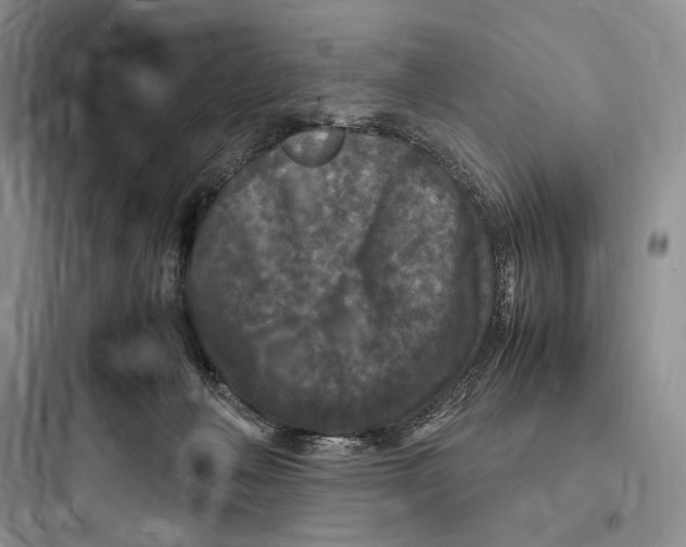 X0000097600222200803211707