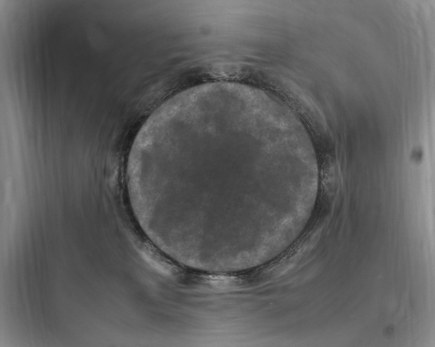 X0000097600233200803211707