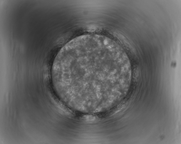 X0000097600272200803211706