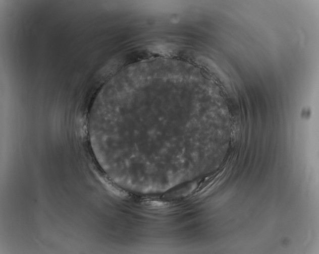 X0000097600285200803211706