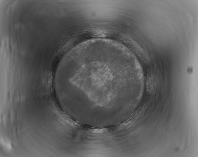 X0000097600314200803211705