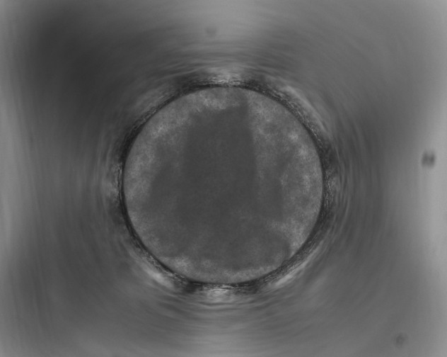 X0000097600325200803211705