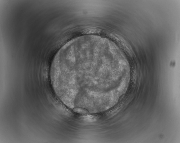 X0000097600326200803211705