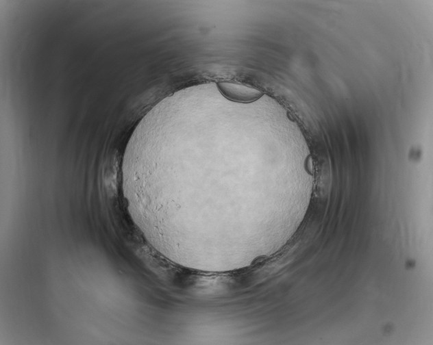 X0000097600334200803211705