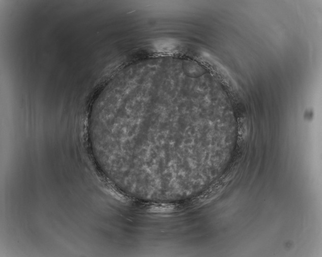 X0000097600369200803211705