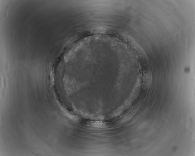 X0000097600383200803211705