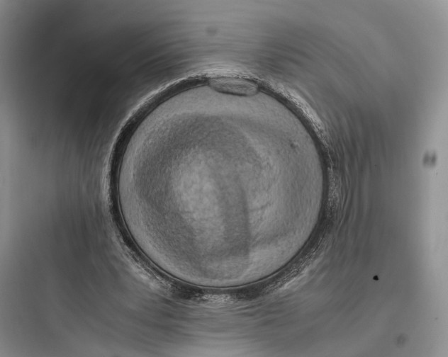 X0000097600391200803211704