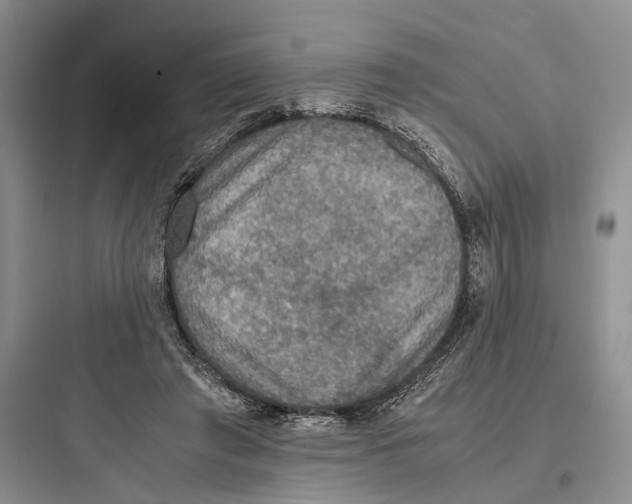 X0000097600401200803211704