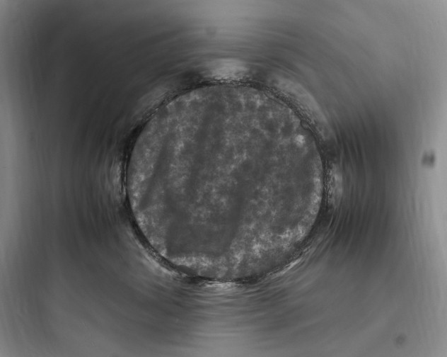 X0000097600428200803211703